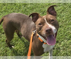 American Pit Bull Terrier-Unknown Mix Dogs for adoption in Millersville, MD, USA