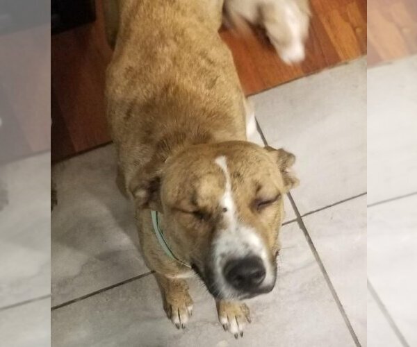Medium Photo #6 Mutt Puppy For Sale in Vail, AZ, USA