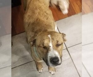 Callie (coming soon) - Female Mutt Dog for Adoption - Photo #6
