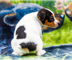 Small #7 Fox Terrier (Smooth)-Fox Terrier (Toy) Mix