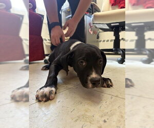 Staffordshire Bull Terrier-Unknown Mix Dogs for adoption in Brewster, MA, USA