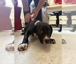 MINI TIPPER - Male Staffordshire Bull Terrier-Unknown Mix Dog for Adoption - Small photo