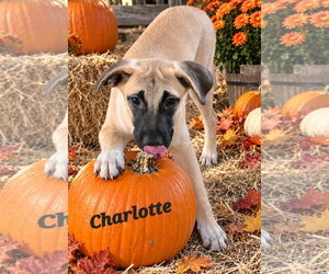 Boxador Dogs for adoption in Southbury, CT, USA