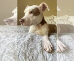 Small #3 Mutt