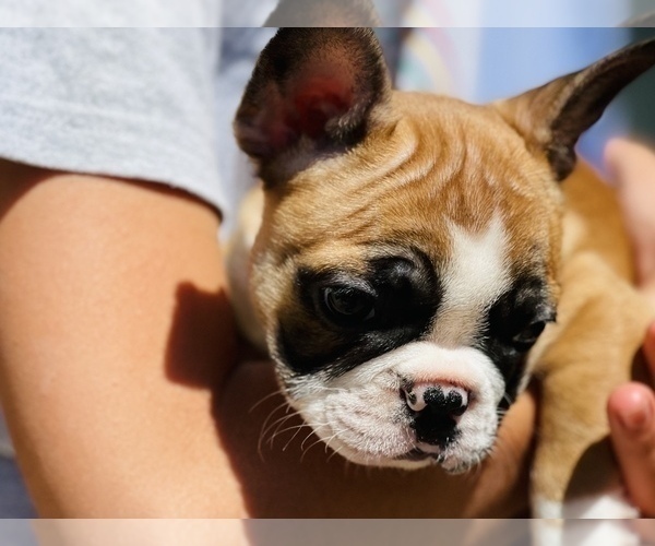Medium Photo #23 French Bulldog Puppy For Sale in FREMONT, CA, USA