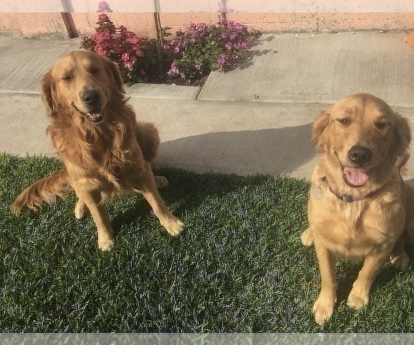 Medium Photo #1 Golden Retriever Puppy For Sale in SANTA ANA, CA, USA