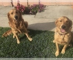 Small Photo #1 Golden Retriever Puppy For Sale in SANTA ANA, CA, USA
