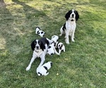 Small English Springer Spaniel
