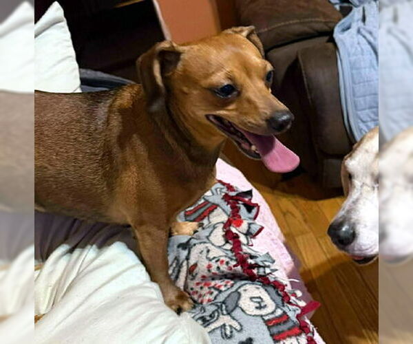 Medium Photo #4 Chiweenie Puppy For Sale in Deepwater, NJ, USA