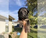 Litter of 11 - Male(s) and Female(s) German Shepherd DogLitter of Puppies for Sale - Photo #5