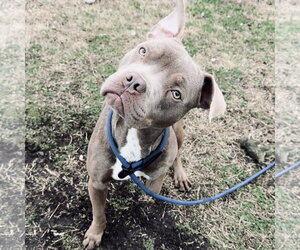 American Pit Bull Terrier Dogs for adoption in Newfield, NJ, USA