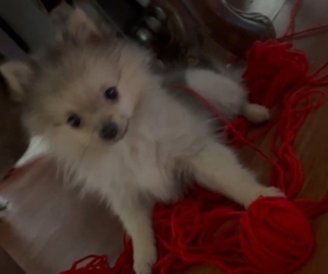 Pomeranian Puppy for sale in SACRAMENTO, CA, USA