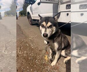 Siberian Husky Dogs for adoption in Sacramento, CA, USA