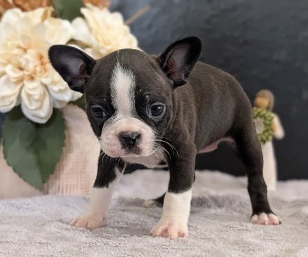 Medium Photo #30 Boston Terrier Puppy For Sale in GOSHEN, IN, USA