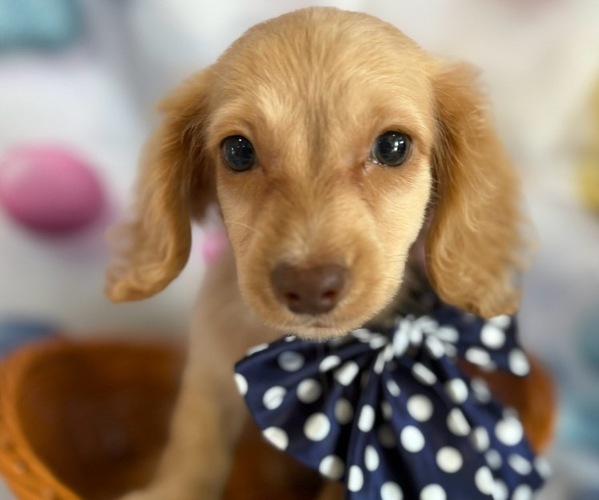 Medium Photo #1 Dachshund Puppy For Sale in CENTER HILL, FL, USA
