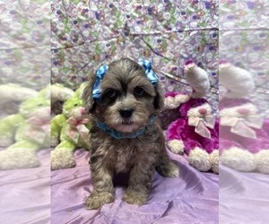 Shih-Poo Puppy for sale in LANCASTER, MO, USA