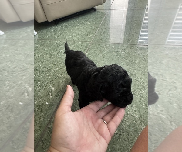 Medium Photo #26 Cavapoo-Poodle (Toy) Mix Puppy For Sale in PENSACOLA, FL, USA