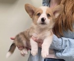 Small Pembroke Welsh Corgi