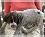 Puppy 7 T Rex German Shorthaired Pointer-German Wirehaired Pointer Mix