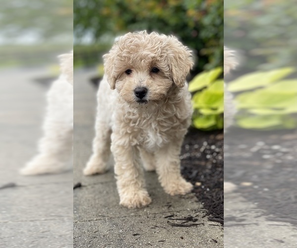 Medium Photo #1 Poodle (Miniature) Puppy For Sale in CANOGA, NY, USA