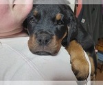 Small #4 Rottweiler
