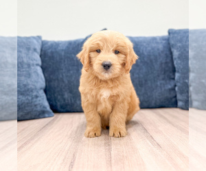 Medium Goldendoodle (Miniature)