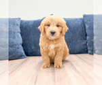 Puppy Lawson Goldendoodle (Miniature)