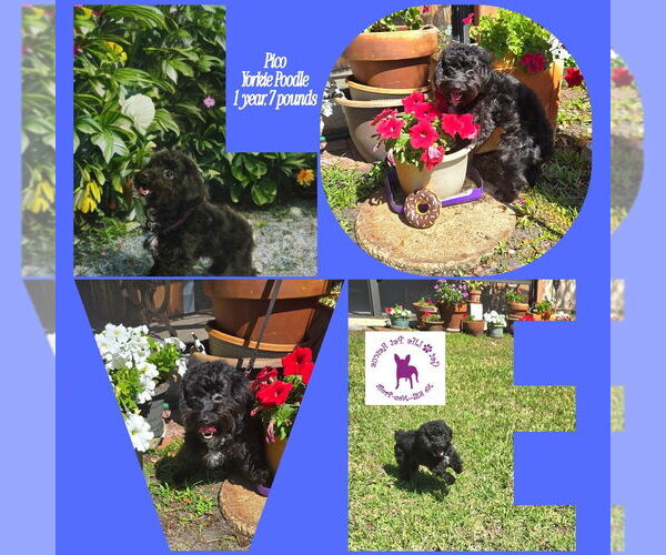 Medium Photo #9 Mutt Puppy For Sale in Plantation, FL, USA