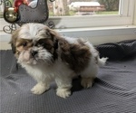 Puppy Drax Shih Tzu