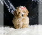Small Photo #46 Maltipoo (Miniature) Puppy For Sale in WARSAW, IN, USA
