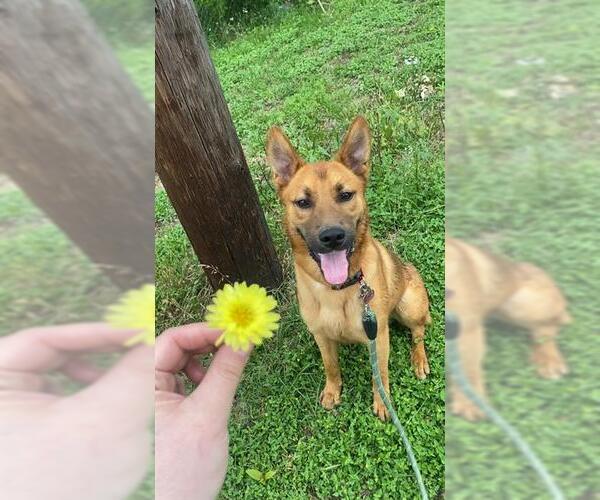 Medium Photo #4 German Shepherd Dog-Unknown Mix Puppy For Sale in Pasadena, TX, USA