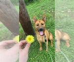 Small #3 German Shepherd Dog Mix