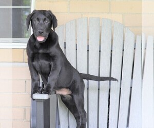 Labrador Retriever Puppy for sale in FREDERICKSBG, OH, USA