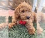 Puppy Puppy 2 Goldendoodle-Poodle (Toy) Mix