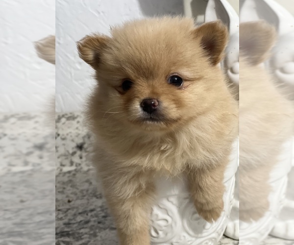 Medium Photo #1 Pomeranian Puppy For Sale in GREENVILLE, NC, USA