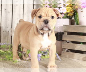 English Bulldog-Pug Mix Puppy for sale in MOUNT VERNON, OH, USA