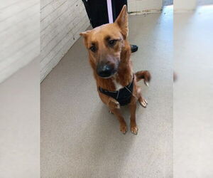 German Shepherd Dog-Unknown Mix Dogs for adoption in San Bernardino, CA, USA