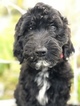 Small Photo #7 Goldendoodle-Poodle (Standard) Mix Puppy For Sale in KISSIMMEE, FL, USA