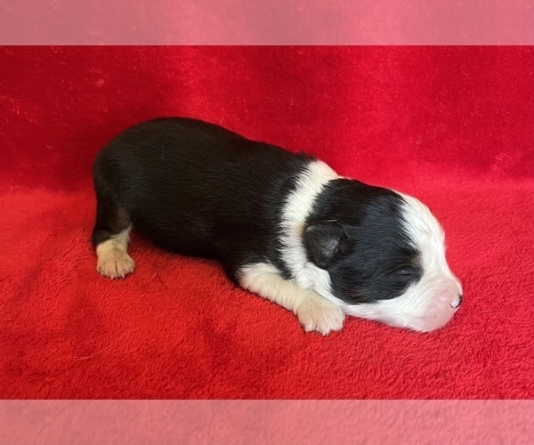 Medium Photo #5 Miniature Australian Shepherd Puppy For Sale in FORT MORGAN, CO, USA