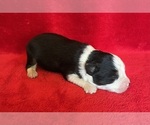 Small #4 Miniature Australian Shepherd