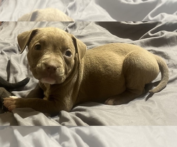 Medium Photo #21 American Bully Puppy For Sale in BUFFALO, NY, USA