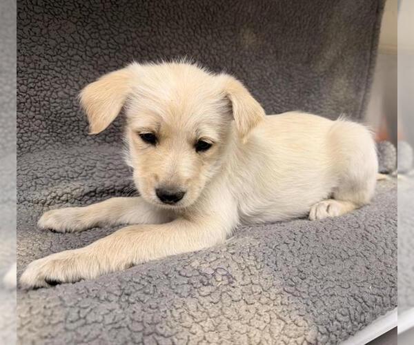 Medium Photo #1 Labrador Retriever-Unknown Mix Puppy For Sale in HESPERIA, CA, USA