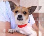 Small #2 Cairn Terrier Mix