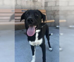 Labrador Retriever Dogs for adoption in Salinas, CA, USA