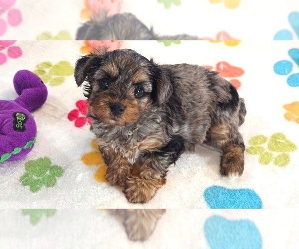 Medium Photo #1 Yorkipoo Puppy For Sale in ORO VALLEY, AZ, USA