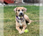 Small #2 American Foxhound-German Shepherd Dog Mix
