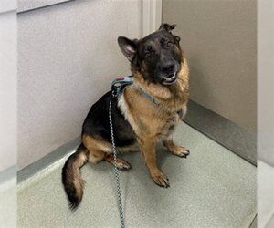 German Shepherd Dog Dogs for adoption in Boston, MA, USA