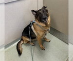 BLUE - Male German Shepherd Dog Dog for Adoption - Small photo