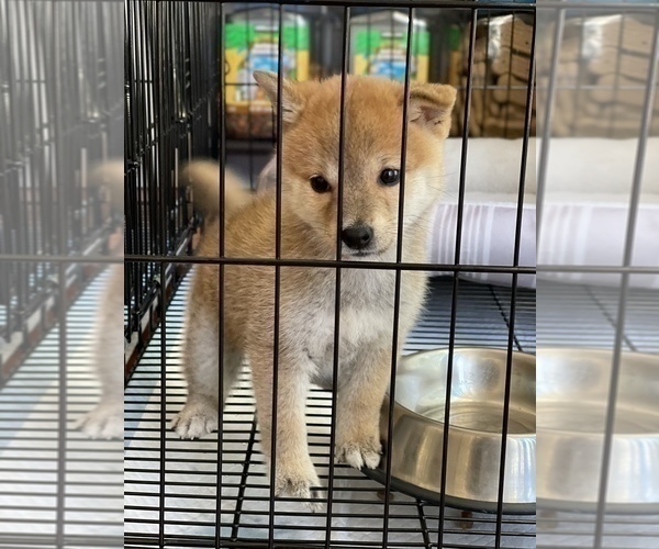 Medium Photo #14 Shiba Inu Puppy For Sale in FREMONT, CA, USA