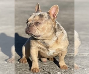 Father of the French Bulldog puppies born on 11/10/2021